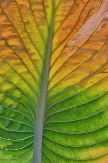 Backlighting: USA, Washington State, Sammamish. Backlighting on