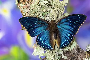 Antenna: USA, Washington State, Sammamish. Blue tropical