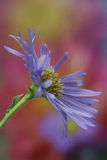 Daisy: USA, Washington State, Sammamish. Close-up of blue