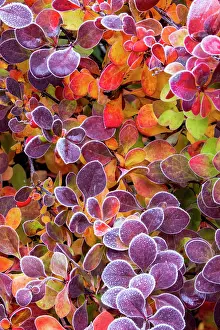 Barberry: USA, Washington State, Sammamish. Close-up of frosted