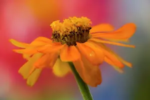 Focus: USA, Washington State, Sammamish. Close-up of orange