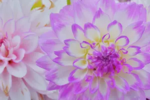 Circular: USA, Washington State, Sammamish. Dahlia flower