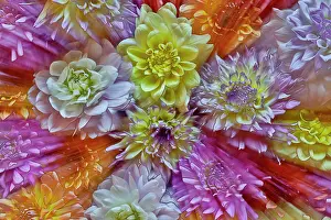 Grouping: USA, Washington State, Sammamish. Dahlia grouping