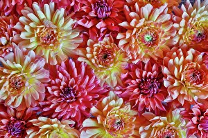 Grouping: USA, Washington State, Sammamish. Dahlia grouping