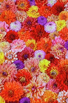 Grouping: USA, Washington State, Sammamish. Dahlia grouping