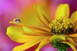 Drop: USA, Washington State, Sammamish. Dewdrop on petal
