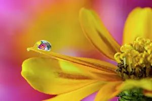 Darrell: USA, Washington State, Sammamish. Dewdrop on petal