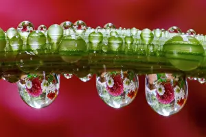 Dahlia: USA, Washington State, Sammamish. Dewdrops on dahlia