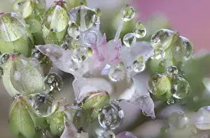 Sedum: USA, Washington State, Sammamish. Dewdrops on sedum