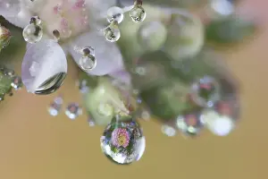 Sedum: USA, Washington State, Sammamish. Dewdrops on sedum