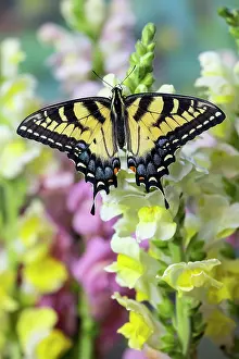 Swallowtail: USA, Washington State, Sammamish. Eastern tiger