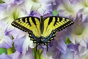 Lavender: USA, Washington State, Sammamish. Eastern tiger