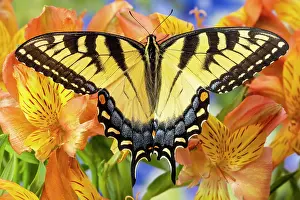 Peruvian: USA, Washington State, Sammamish. Eastern tiger