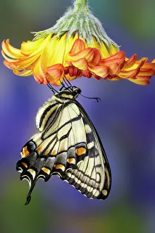 Daisy: USA, Washington State, Sammamish. Eastern tiger