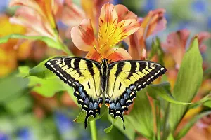 Peruvian: USA, Washington State, Sammamish. Eastern tiger