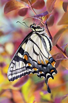 Swallowtail: USA, Washington State, Sammamish. Eastern tiger