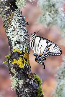 Swallowtail: USA, Washington State, Sammamish. Eastern tiger