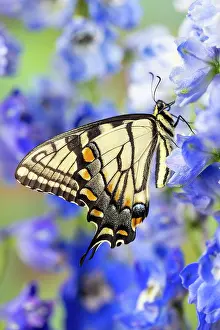 Swallowtail: USA, Washington State, Sammamish. Eastern tiger