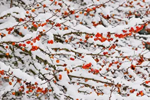 Berry: USA, Washington State, Sammamish. Fresh snow on