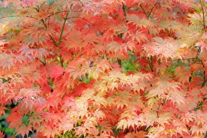 Darrell: USA, Washington State, Sammamish. Japanese maple