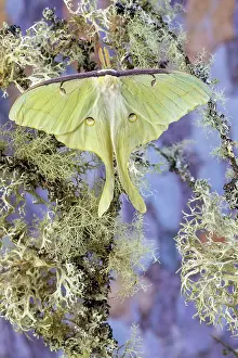 Darrell: USA, Washington State, Sammamish. Luna silk moth