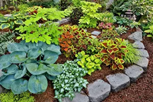 Released: USA, Washington State, Sammamish. Newly planted