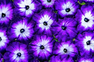 Sammamish: USA, Washington State, Sammamish. Petunia blooms