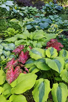 Shade: USA, Washington State, Sammamish. shade garden with