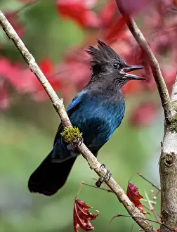 Darrell: USA, Washington State, Sammamish. Stellar jay on