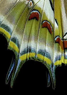 Sammamish: USA, Washington State, Sammamish. Tail wing detail