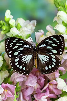 Queen: USA, Washington State, Sammamish. Tropical forest