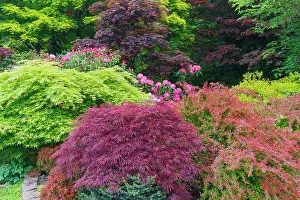 Yard: USA, Washington State, Sammamish. Front yard in