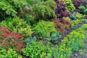 Released: USA, Washington State, Sammamish. Front yard with