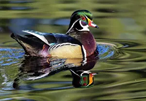 Drake: USA, Washington State, Sammamish. Yellow Lake with