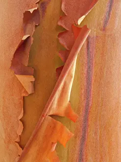Bark: USA, Washington State, San Juan Islands. Peeling madrone