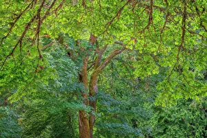 Maple: USA, Washington State, Scenic Beach State Park. Forest with