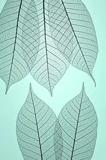 Transparent: USA, Washington State, Seabeck. Pattern of skeletonized