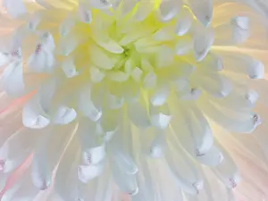 Chrysanthemum: USA, Washington State, Seabeck. Chrysanthemum blossom