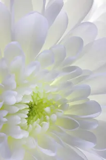 Chrysanthemum: USA, Washington State, Seabeck. Chrysanthemum blossom