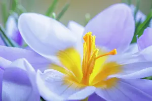 Lavender: USA, Washington State, Seabeck. Crocus blossoms in spring