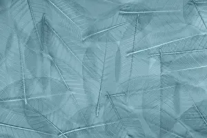 Transparent: USA, Washington State, Seabeck. Pattern of skeletonized