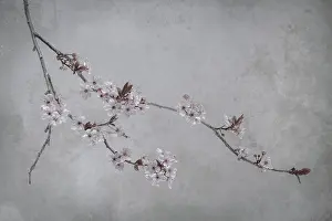 Plum: USA, Washington State, Seabeck. Flowering plum branch
