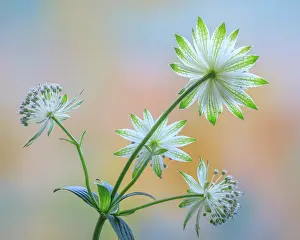 Astrantia: USA, Washington State, Seabeck. Astrantia blossoms close-up