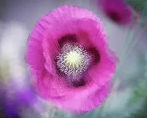 Exposure: USA, Washington State, Seabeck. Abstract pink poppy