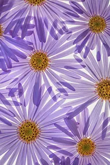 Feminine: USA, Washington State, Seabeck. Purple aster flowers