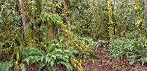 Cove: USA, Washington State, Seabeck, Guillemot Cove Nature