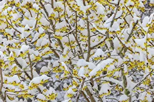 Hazel: USA, Washington State, Seabeck. Snow on witch hazel tree