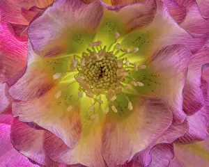 Helleborus: USA, Washington State, Seabeck. Hellebore blossom close-up