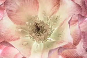 Helleborus: USA, Washington State, Seabeck. Hellebore blossom close-up