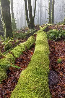 Cove: USA, Washington State, Seabeck, Guillemot Cove Nature